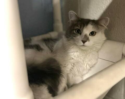 Picture of the Animal Listed